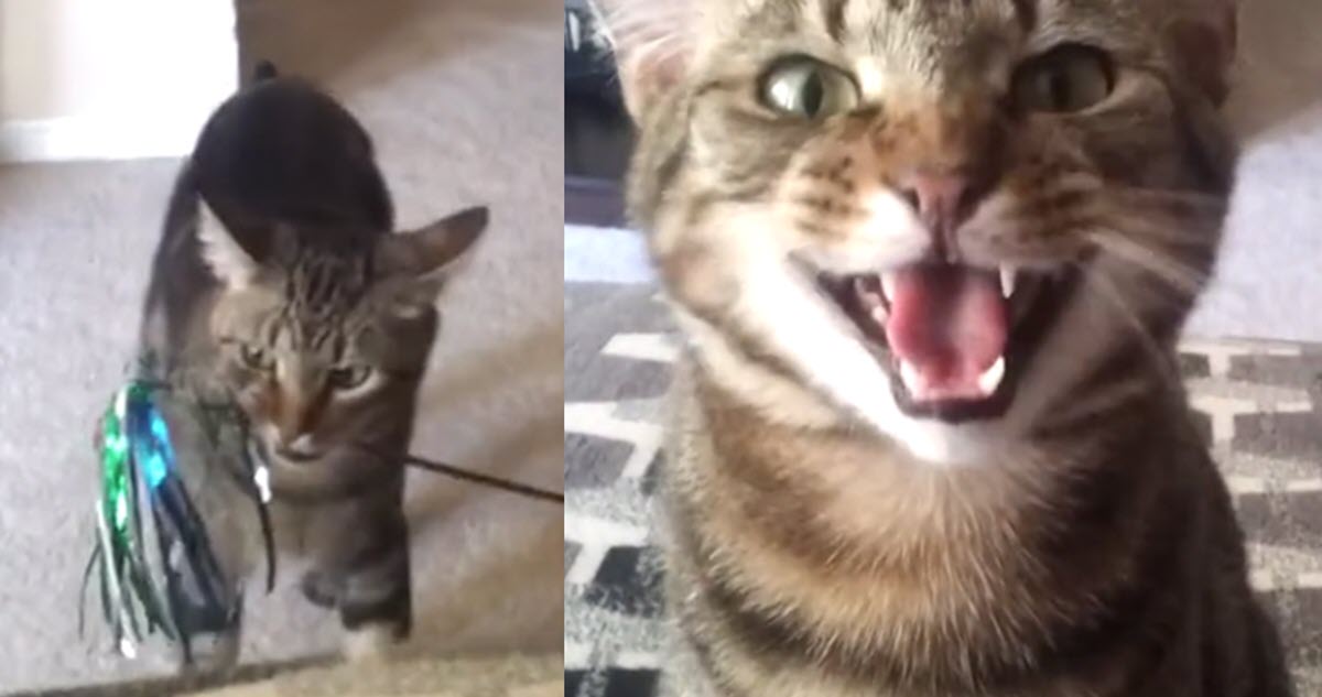 Frustrated Kitty Tries to Get His Toy onto an Ottoman, Demands His Owner Help Him