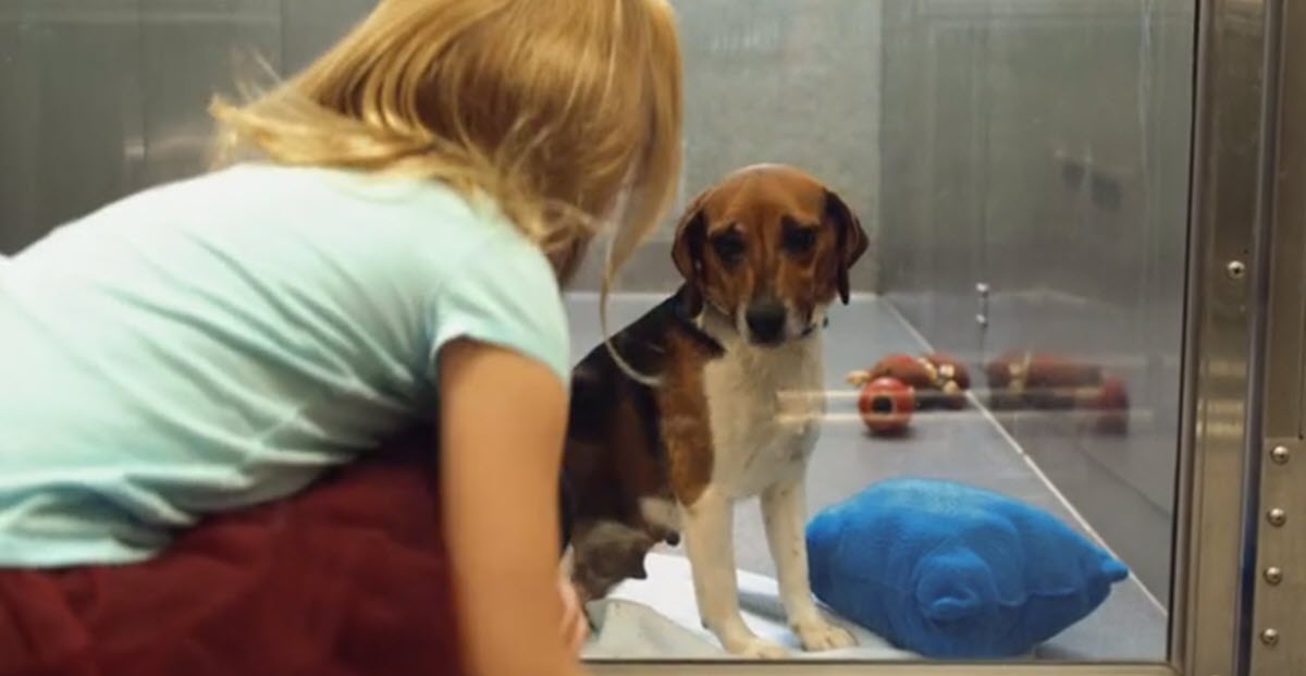 A Puppy Rescue Video Has Gone Viral and Reminds Us of the Importance of Adopting