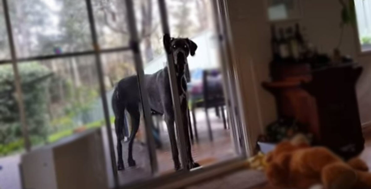 Super Intelligent Great Dane Knows Exactly What to Do When Master Says ‘Bath Time’