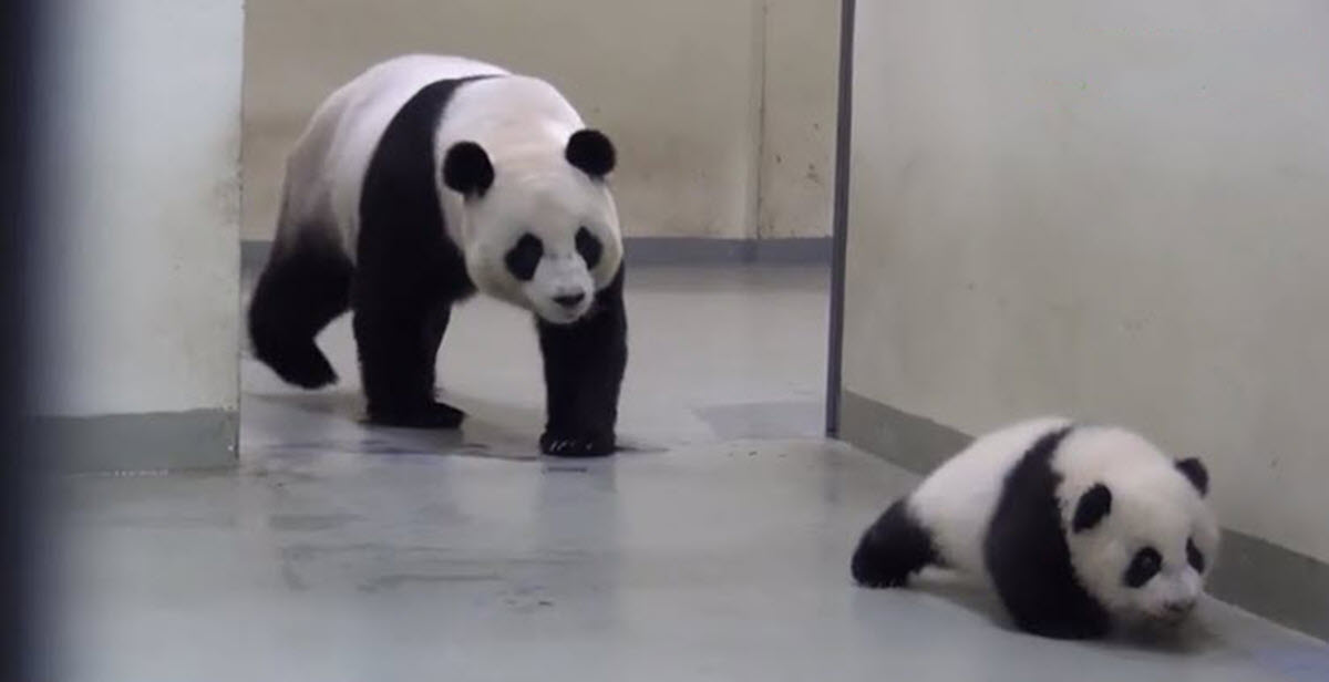 Giant Panda Mom Puts Naughty Little Baby Panda Back down for His Nap