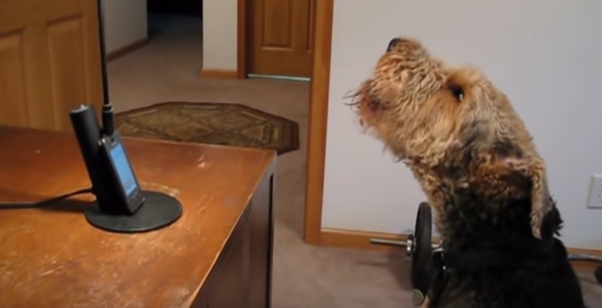 Adorable Dog Calls His Mommy at Work, Talks to Her and Tells Her He Loves Her