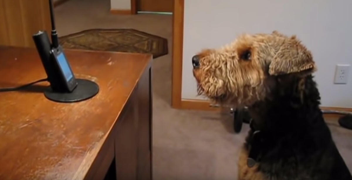 Loyal Dog Misses Mommy, Uses Telephone to Call Her at Work to Say He Loves Her