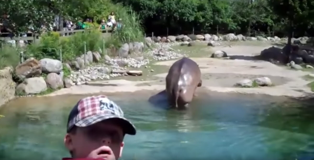 Hippo Lets Out Worlds Biggest Fart and Hilariously Alarms Onlookers