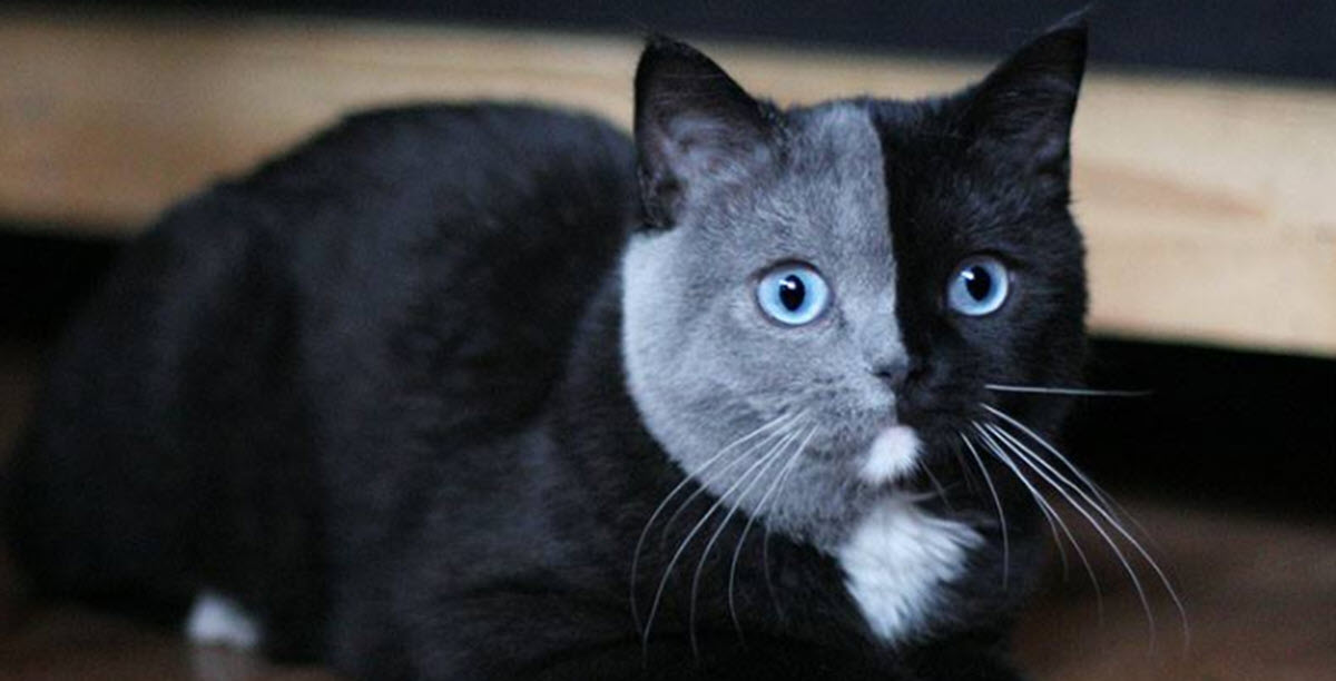 Adorable Two-Faced Kitten Grows up to Be a Stunningly Beautiful Cat Model