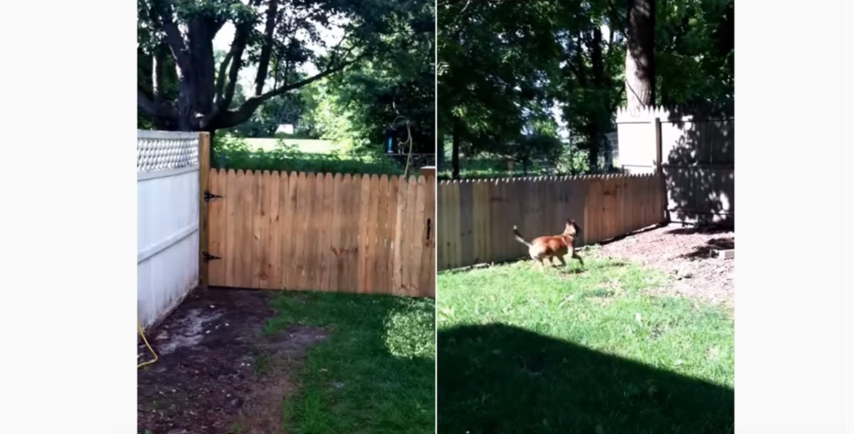 Man Literally Finishes Building Fence to Keep Dog in Yard with Hilarious Results