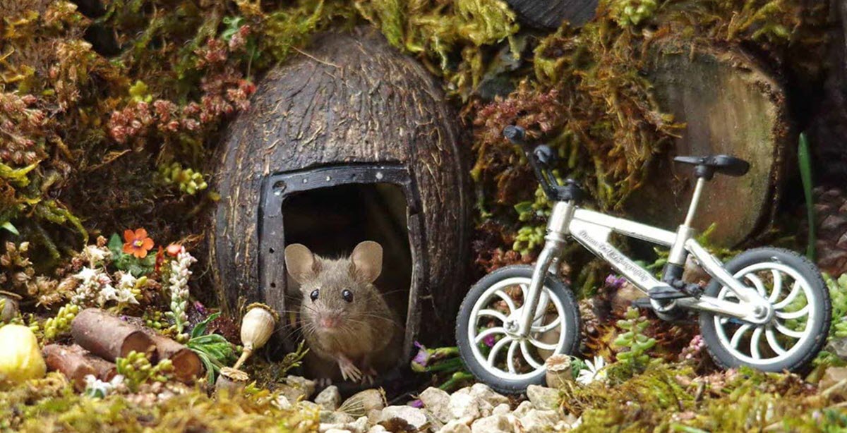 Man Spots a Family of Mice in His Garden and Builds Them Their Own Miniature Village