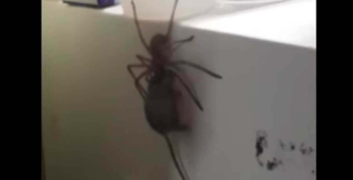 Man Spots Freakishly Huge Spider Carrying a Mouse up the Side of His Fridge