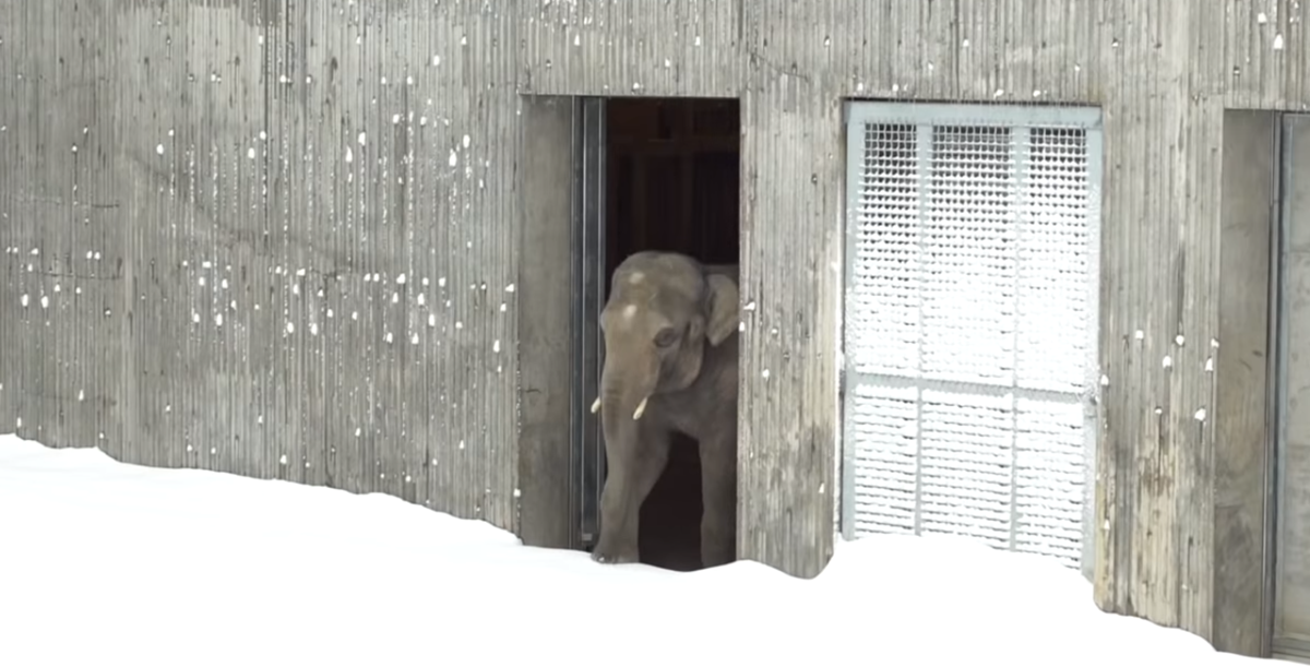 Animals at the Oregon Zoo Come out to Play After Zoo Closes Due to Blizzard