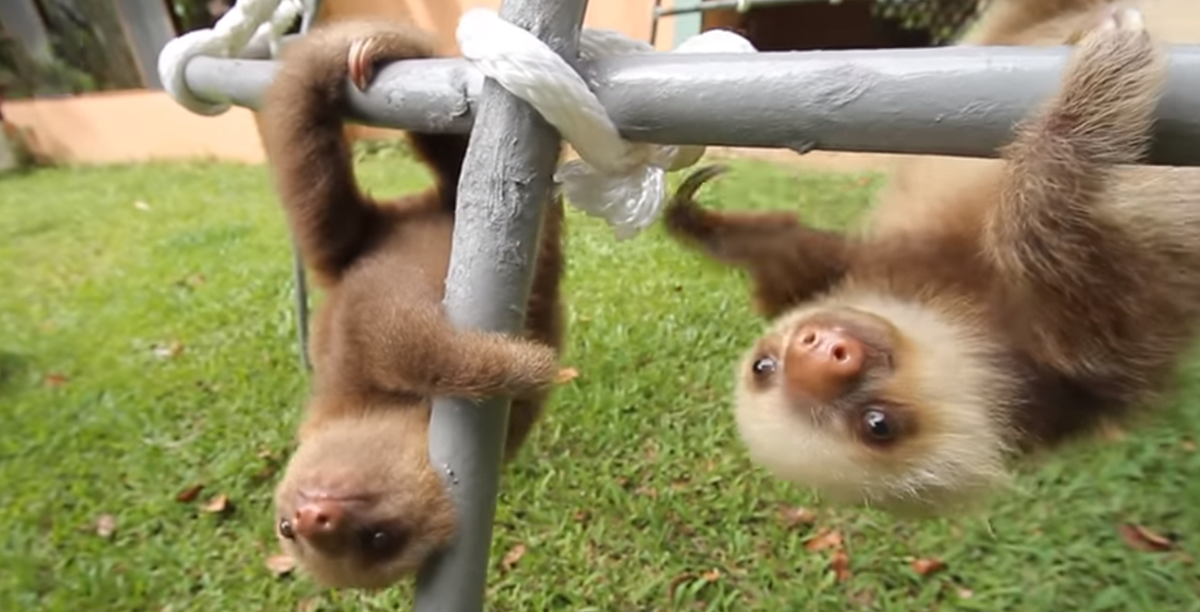 A Video of Baby Sloths Chattering Away to Each Other Has Won the Internet