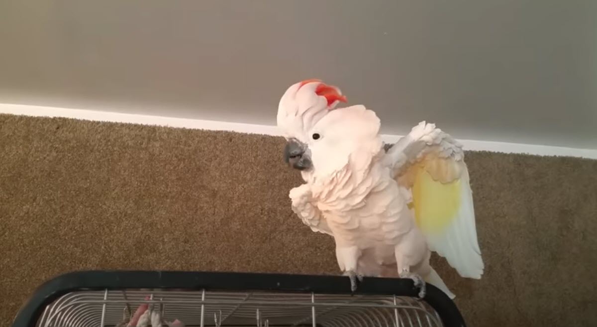 Cockatoo Is Told to Go to Her Cage and She Throws Hilarious Tantrum