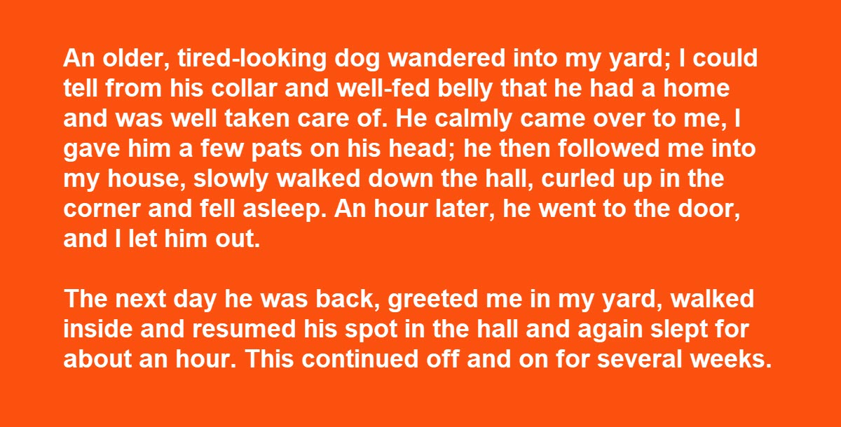 Woman Pins a Note to a Dog’s Collar, He Returns the Next Day with Hilarious Response