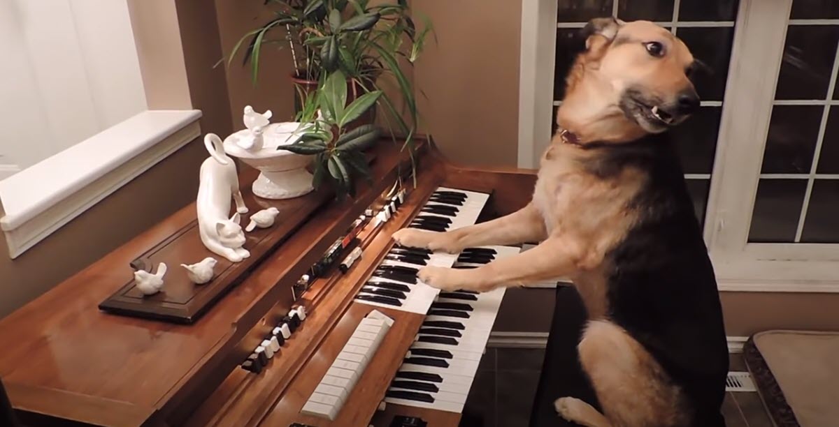 Mom Captures Incredible Moment Her Rescue Dog Starts Playing the Piano