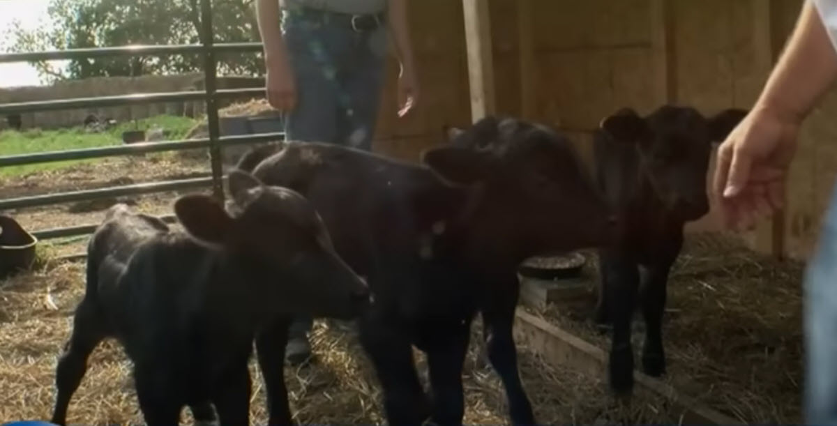 Minnesota Cow Gives Birth to Quadruplets, with One in 11.2 Million Odds