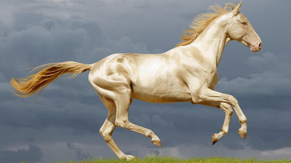 This Exquisite Animal Is Being Called the Most Beautiful Horse in the World