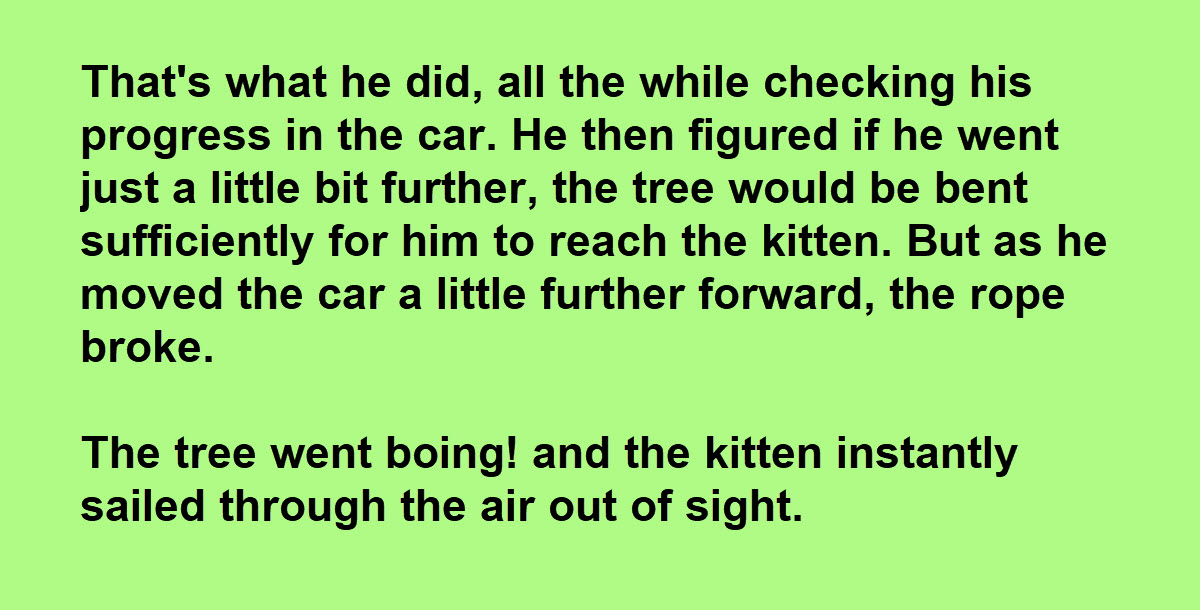 A Man Sent a Kitten Flying Through the Air, but That Kitten’s Story Isn’t Over