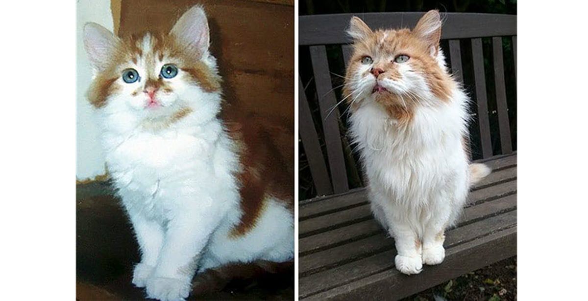 The World’s Oldest Living Cat Celebrates His 32nd Birthday