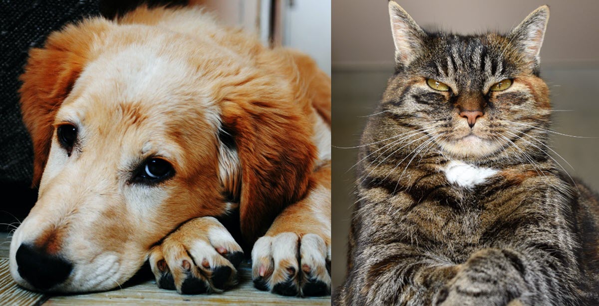Cat’s Diary vs. Dog’s Diary: Who Said Cats Are Evil?