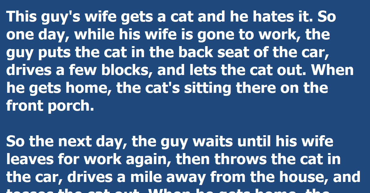 Man Tries To Abandon His Wife’s Cat And It Backfires In The Most Hilarious Way