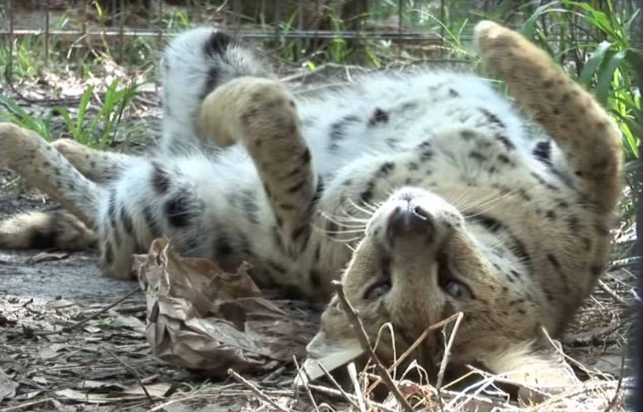 What Happens When Big Cats Are Introduced To Catnip