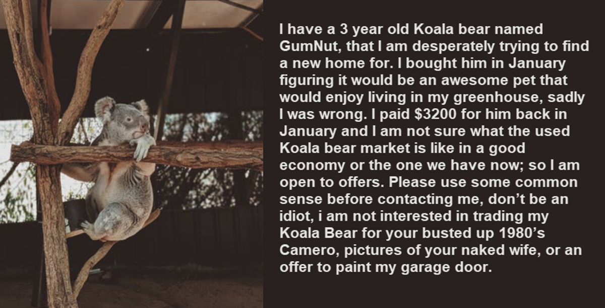 Man Claiming to be Selling a Koala Makes the Best Craigslist Post Ever