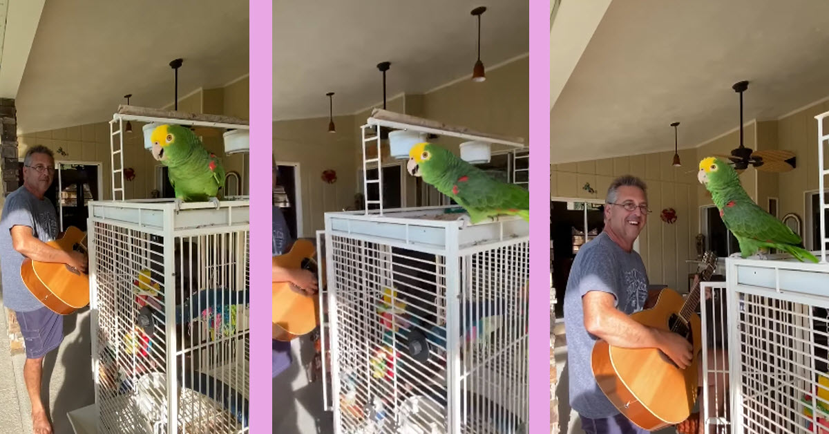 Guitar Player Forms An Adorable Band With His Pet Parrot