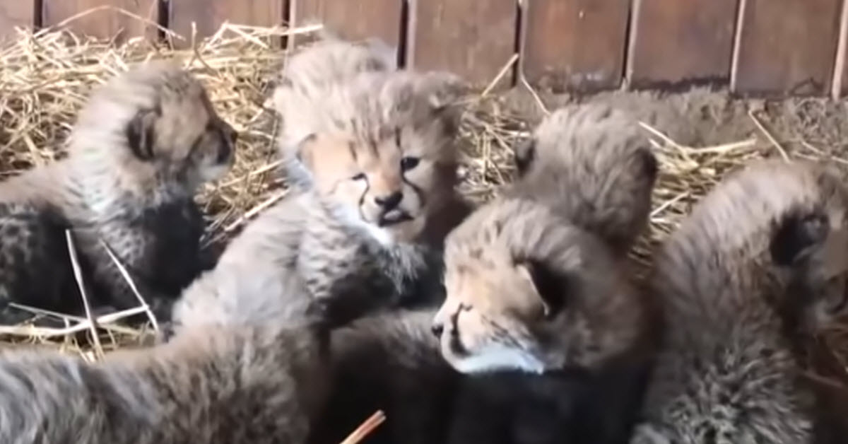 Pregnant Cheetah In Captivity Gives Birth To Her Second Litter Of 7 Cubs