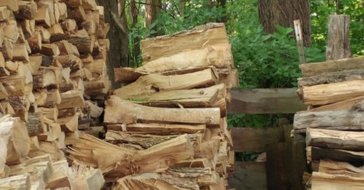 There Is A Cat Hiding In This Woodpile And Nobody Can See It