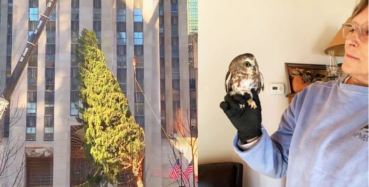 Workers Installing Rockefeller Center Christmas Tree Find Tiny Owl Hiding Inside