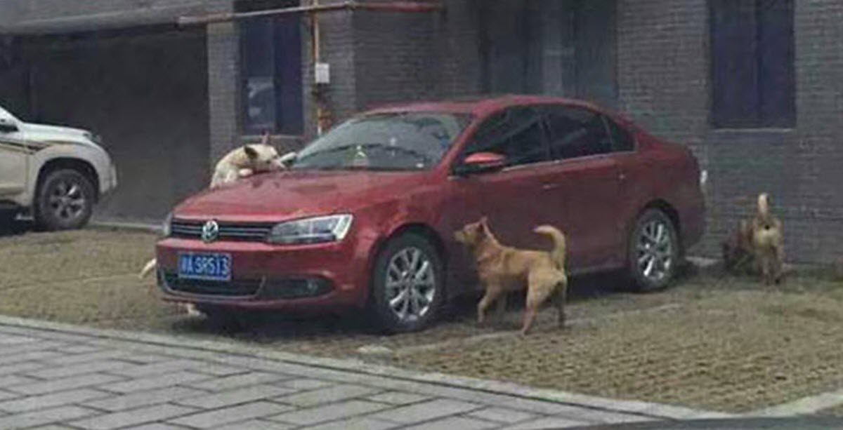 Mean Guy Kicks Stray Dog, Gets Instant Karma When the Dog Comes Back With Friends and Destroys Car