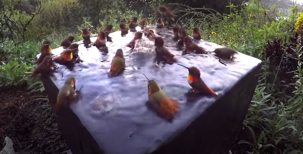 Unbelievable Video Footage of 30 Hummingbirds Enjoying a Mesmerizing Bathing Ritual