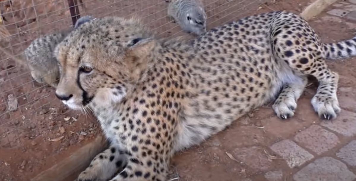 African Cheetah Purrs in Delight as Meerkats Scratch Him In an Aggressive Manner