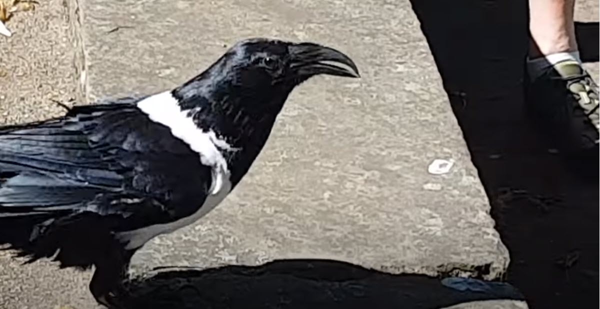Talking Raven Asks People Passing By ‘You Alright, Love?’ in Yorkshire Accent