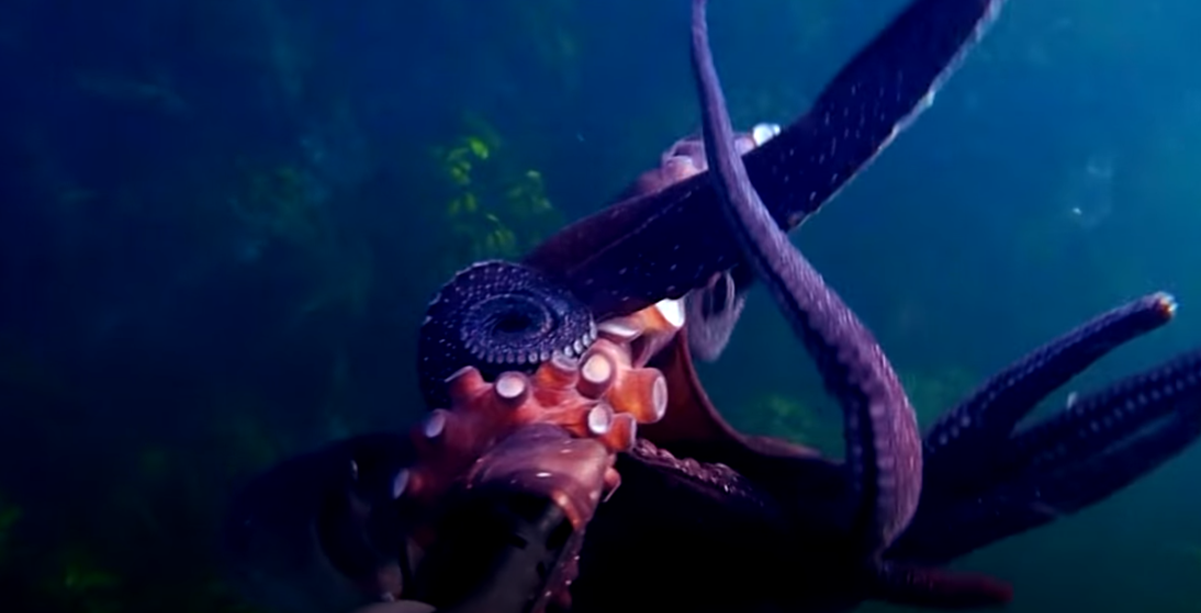 Cheeky Octopus Steals Diver’s Video Camera and Films Its Own Escape