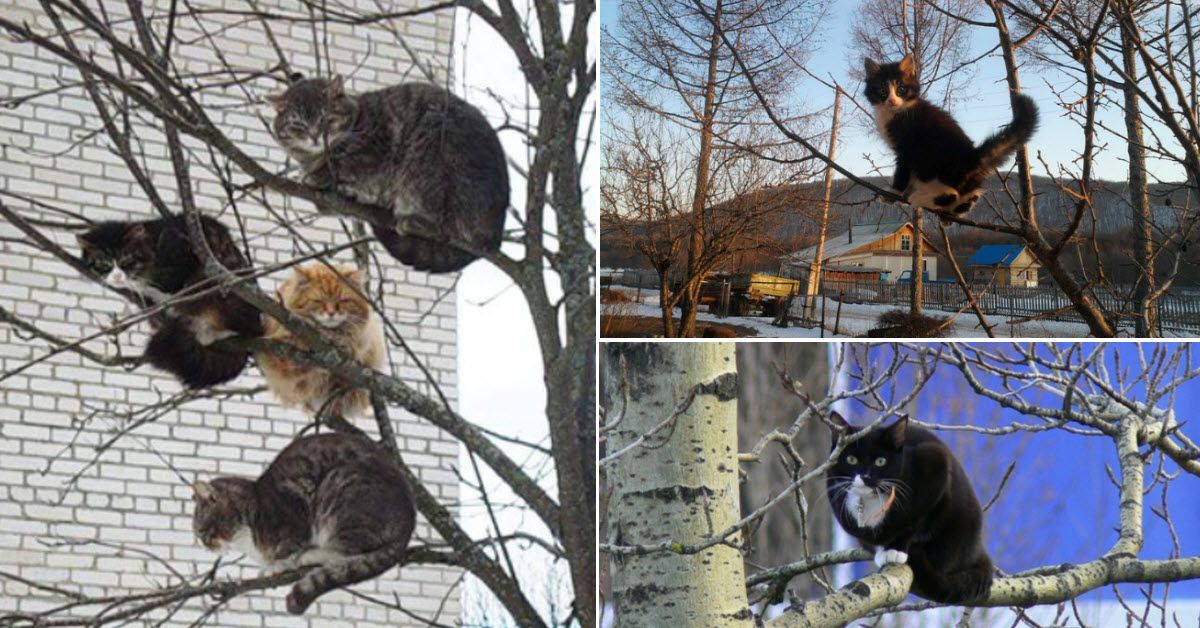 Do Cats Really Spend More Time In Trees Than Birds?