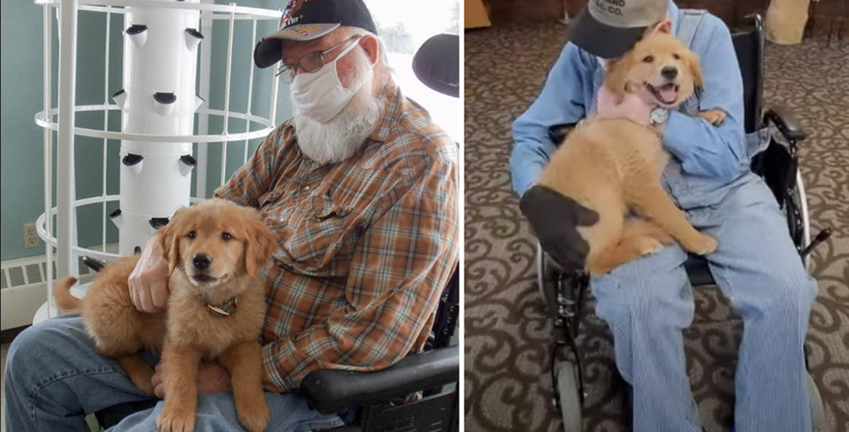 Nursing Home Now Has a Golden Retriever Puppy on Staff and Joy Abounds