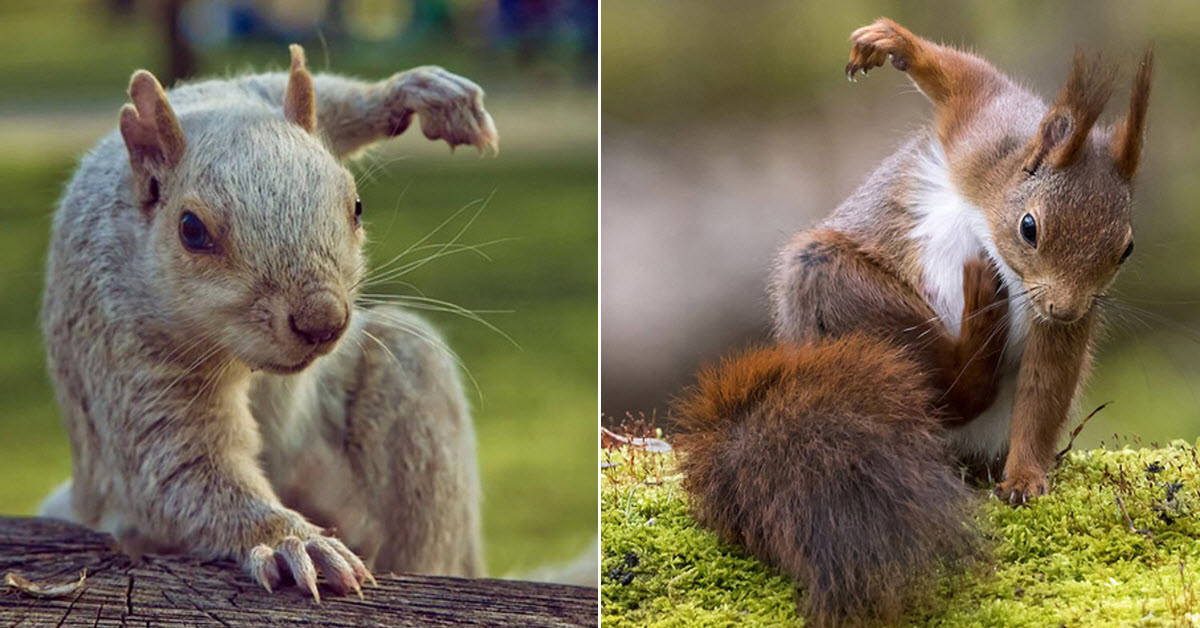 14 Pics Of Squirrels Landing Like Superheroes