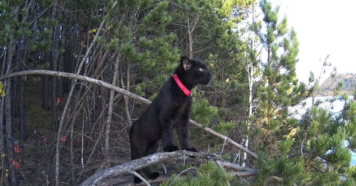 Abandoned Panther Lives Life With A Human And Her Dog