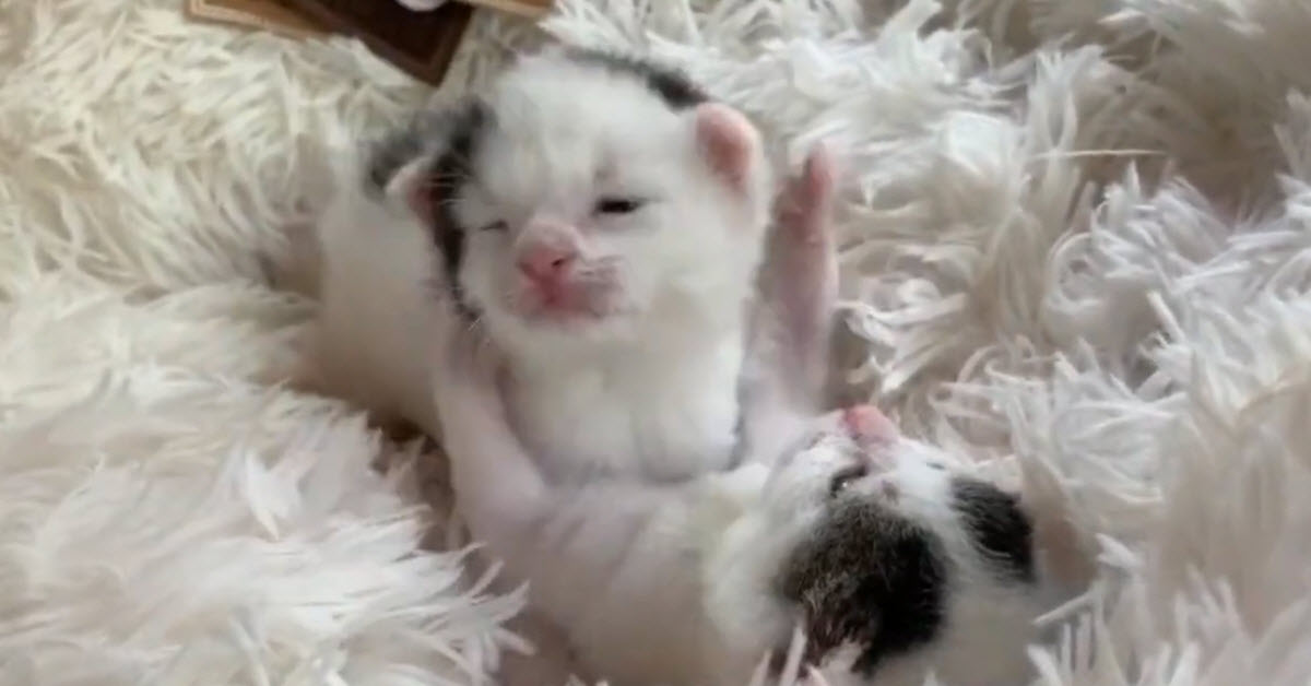 Little Kittens With Markings Like Cows Capture The Hearts Of The Internet