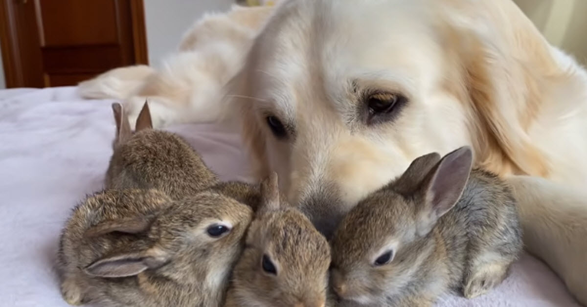 A Golden Retriever Becomes A Mama To Some Baby Bunnies