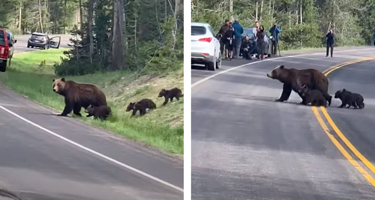 Mama Grizzly Brings Traffic to a Stop to Cross the Road With Her 4 Cubs