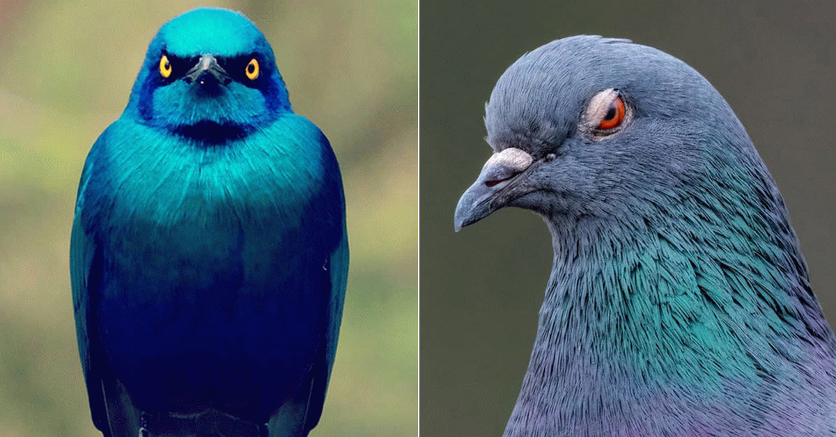 These Birds Are Judging You And They Don’t Even Know You