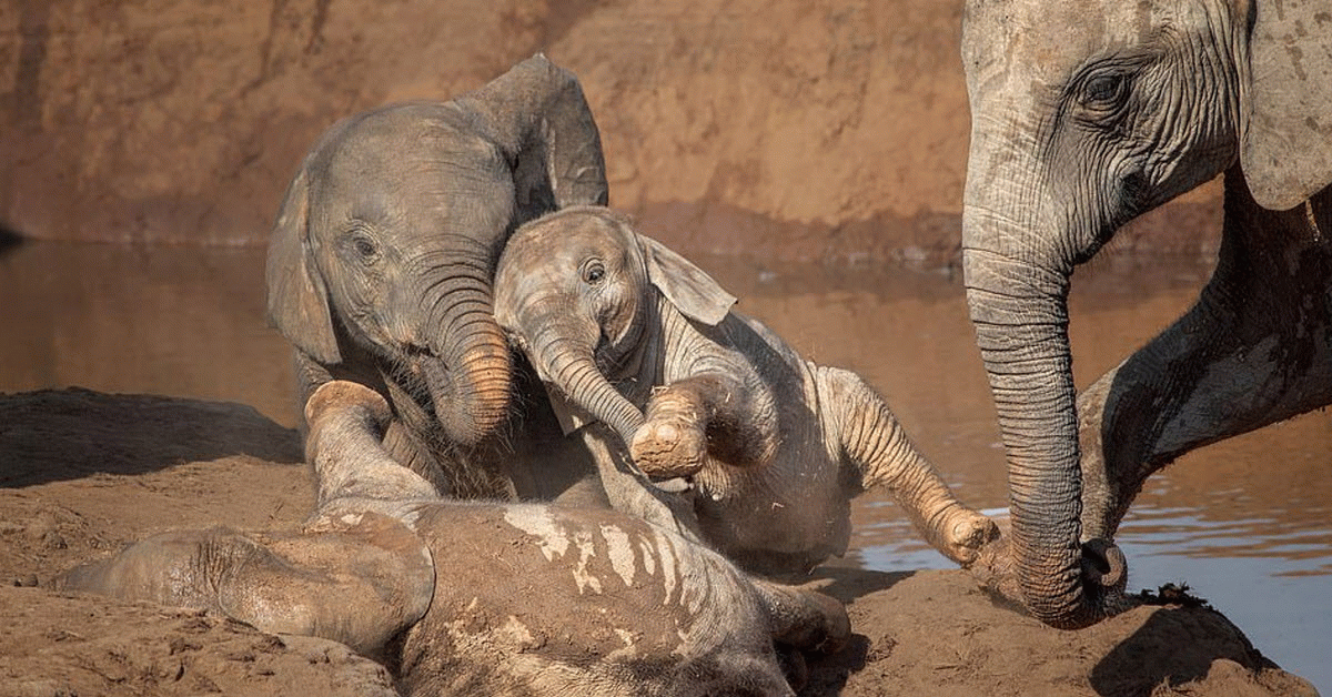 Young Elephants Bring Us All Joy When They Play In A Watering Hole
