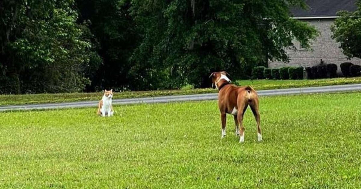 Cat Learns The Secret Of The Invisible Fence And Won’t Stop Teasing The Dog