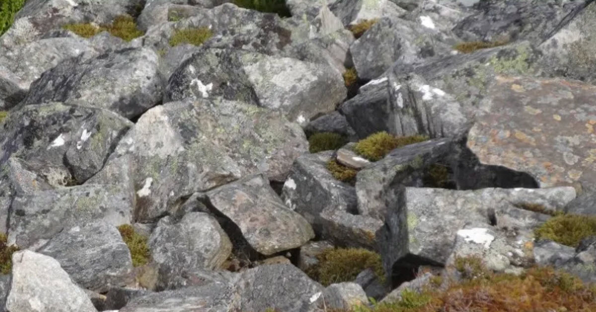 There Is A Bird Hiding Perfectly In These Rocks