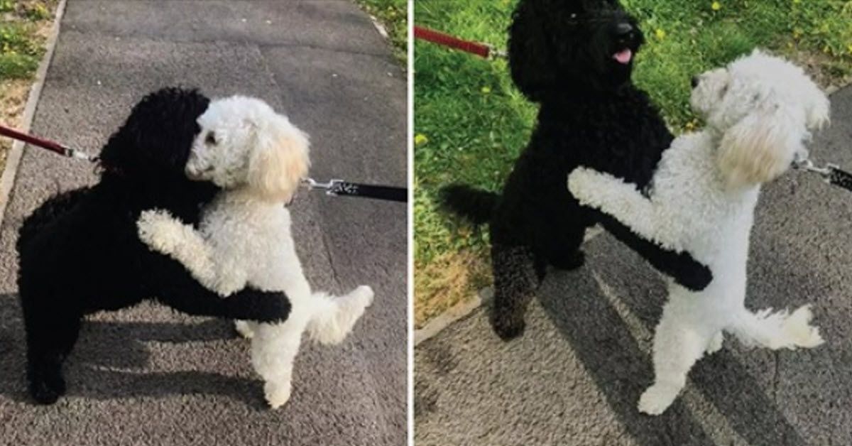 Dog Siblings Meet By Chance And Surprise Their Owners With A Warm Embrace