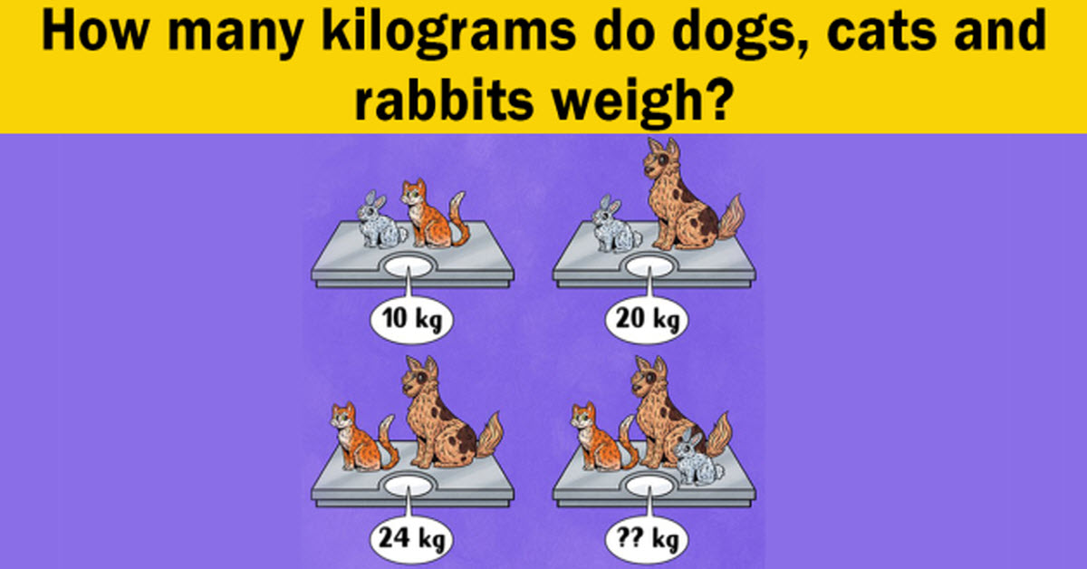 How Much Do The Dog, Cat, And Rabbit Weigh? Can You Even Know?