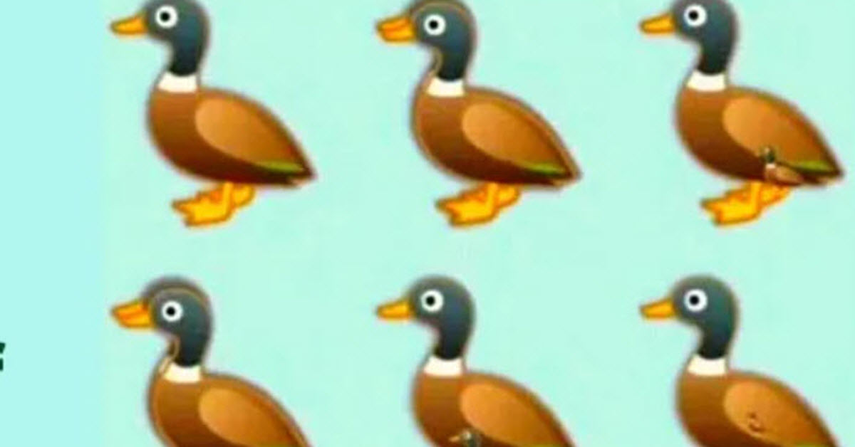 How Many Ducks Are In This Picture? Why Is Everyone Getting This Wrong?