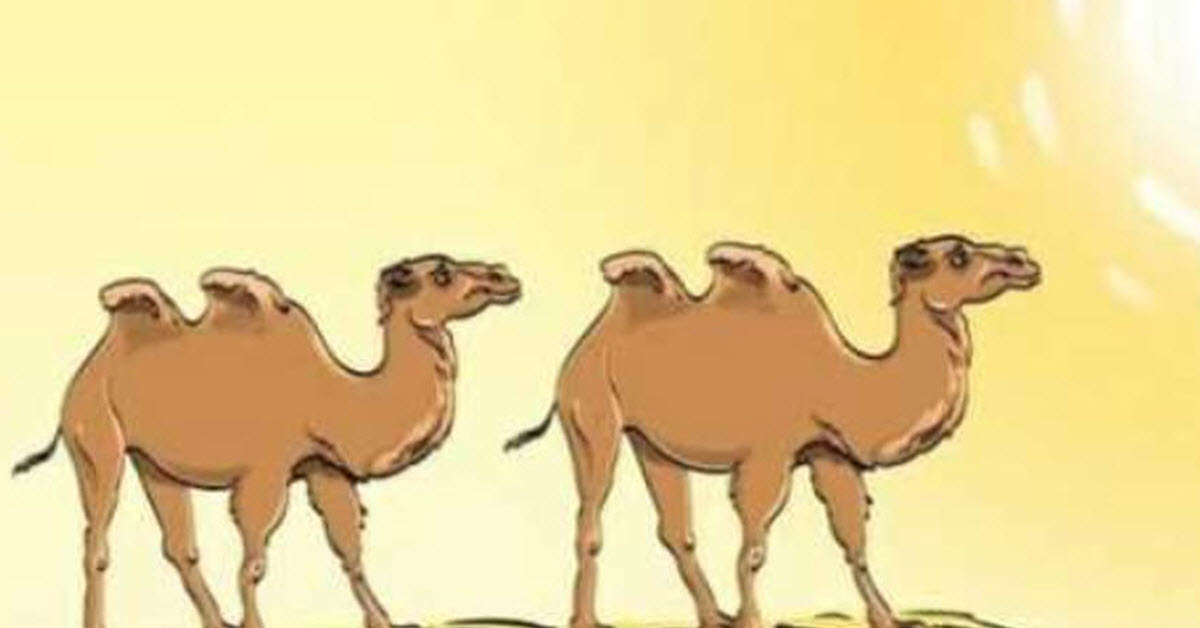 These Camels Have A Problem. Can You See It?